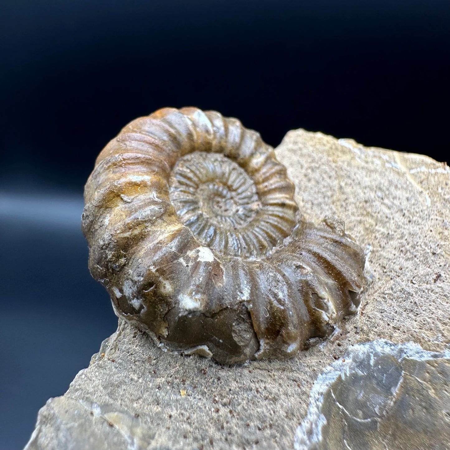 Androgynoceras Capricornus ammonite fossil with box and stand - Whitby, North Yorkshire Jurassic Coast Yorkshire Fossils