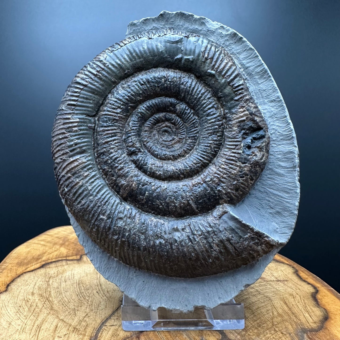 Dactylioceras tenuicostatum Ammonite fossil with box and stand - Whitby, North Yorkshire Jurassic Coast