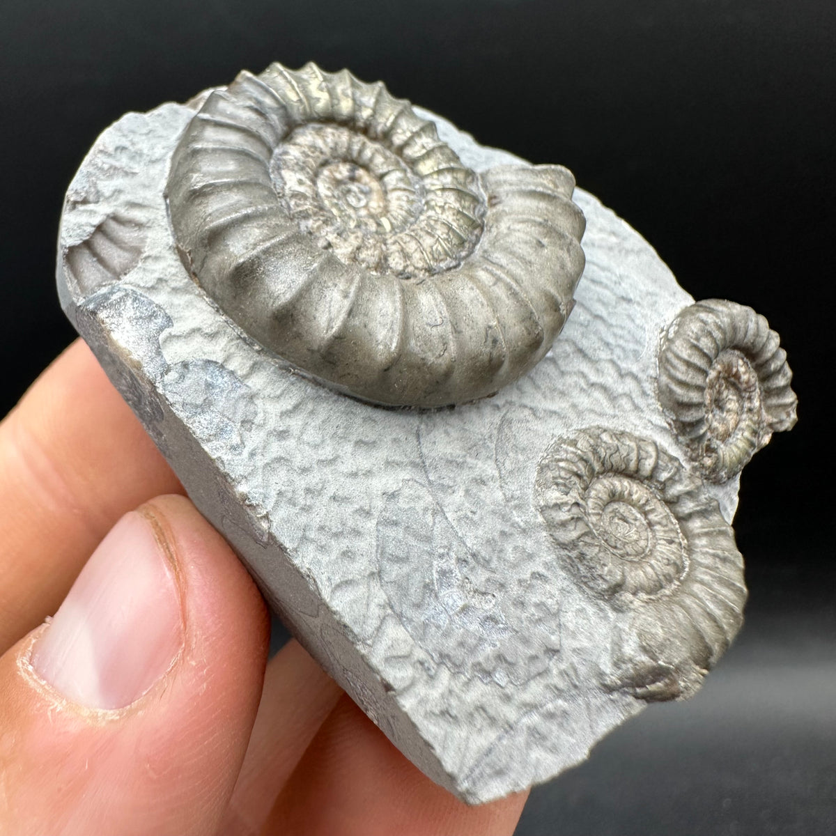 Arnioceras ammonite shell fossil with box and stand - Whitby, North Yorkshire Jurassic Coast Yorkshire Fossils
