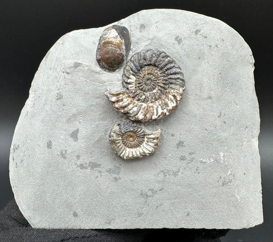 Oistoceras figulinum ammonite fossil / Belemnite Phragmocone with box and stand - Whitby, North Yorkshire Jurassic Coast Yorkshire Fossils