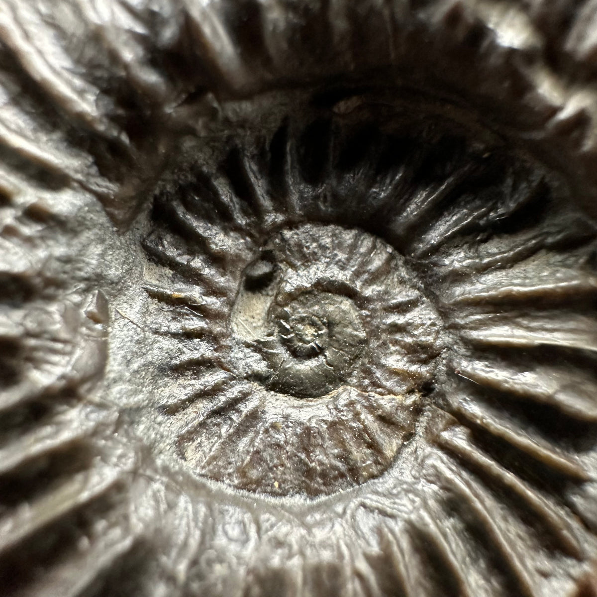 Schlothemia sp. ammonite fossil with box and stand - Whitby, North Yorkshire Jurassic Coast, Yorkshire fossils