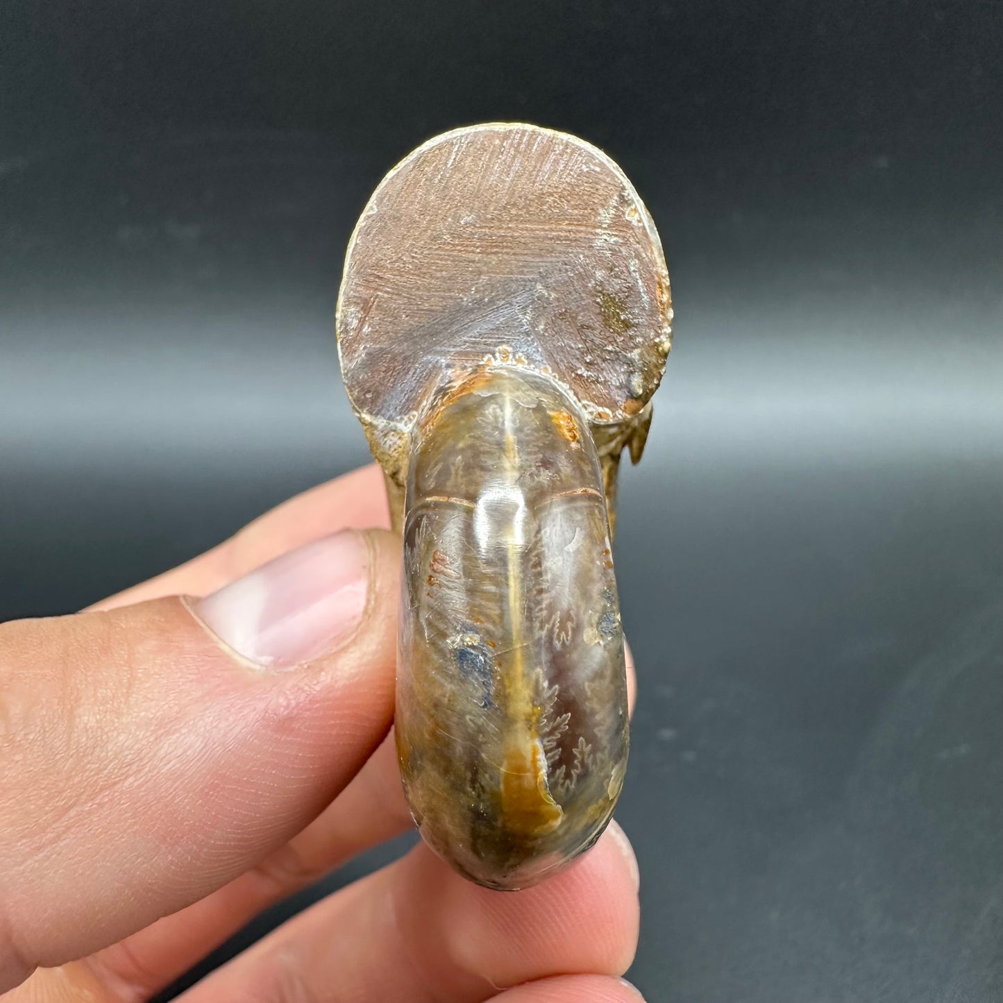 Puzosia Ammonite Fossil With Box And Stand - Cretaceous Ammonite Madagascar