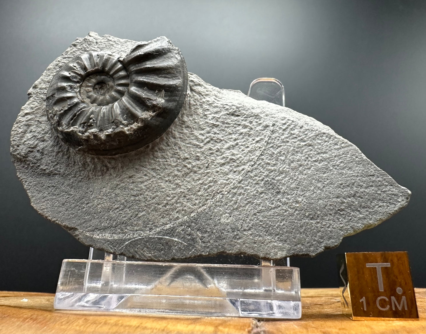 Asteroceras Ammonite fossil with box and stand - Whitby, North Yorkshire Jurassic Coast Yorkshire Fossils