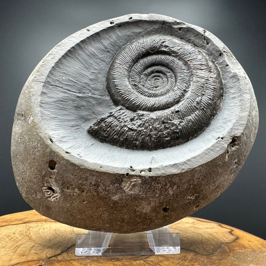 Dactylioceras semicelatum Ammonite fossil with stand - Whitby, North Yorkshire Jurassic Coast Yorkshire Fossils