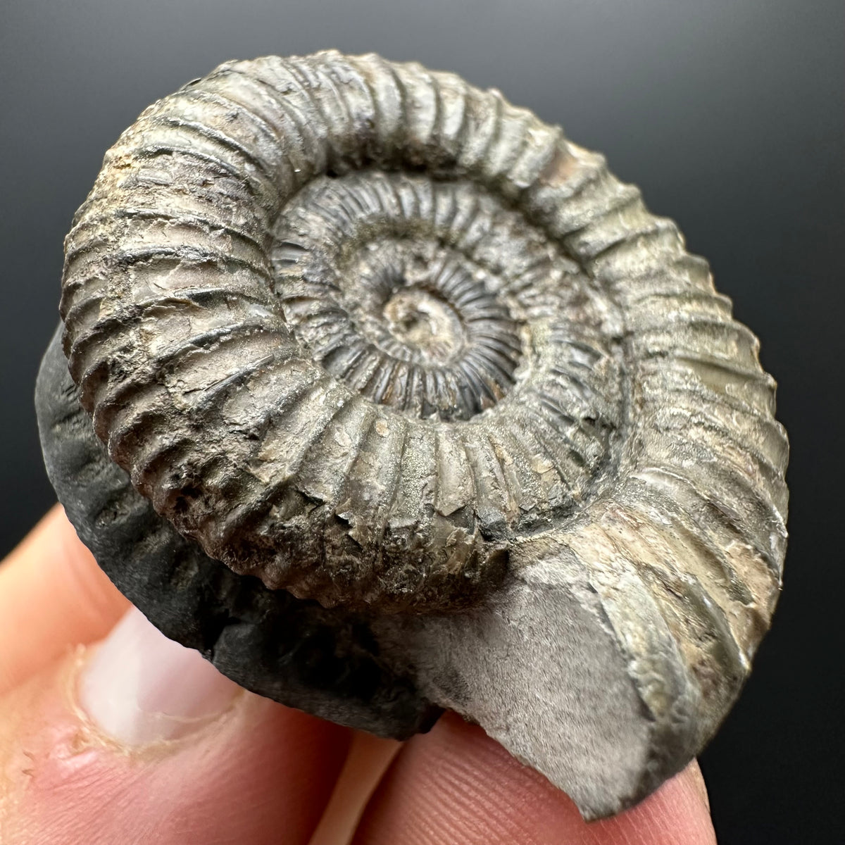 Dactylioceras Ammonite Fossil With box and Stand - Whitby, North Yorkshire Jurassic Coast Yorkshire Fossils