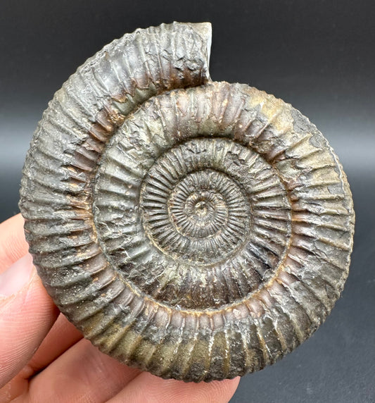 Dactylioceras Ammonite Fossil With Box And Stand - Whitby, North Yorkshire Jurassic Coast Yorkshire Fossils