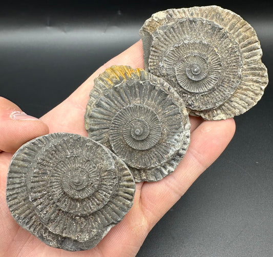 Dactylioceras imprint (negative) bundle ammonite shell fossil with box - Whitby, North Yorkshire, Yorkshire Fossils