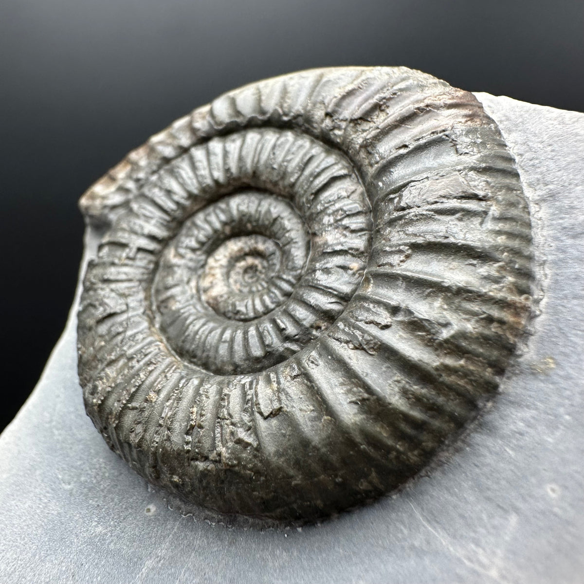 Dactylioceras Ammonite Fossil With box and Stand - Whitby, North Yorkshire Jurassic Coast Yorkshire Fossils