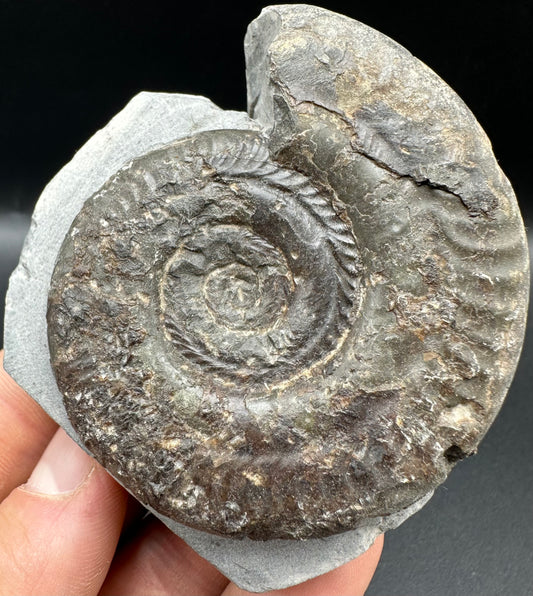 Hildoceras Bifrons Ammonite fossil with box and stand - Whitby, North Yorkshire Jurassic Coast, Yorkshire Fossils from the Jurassic Coast