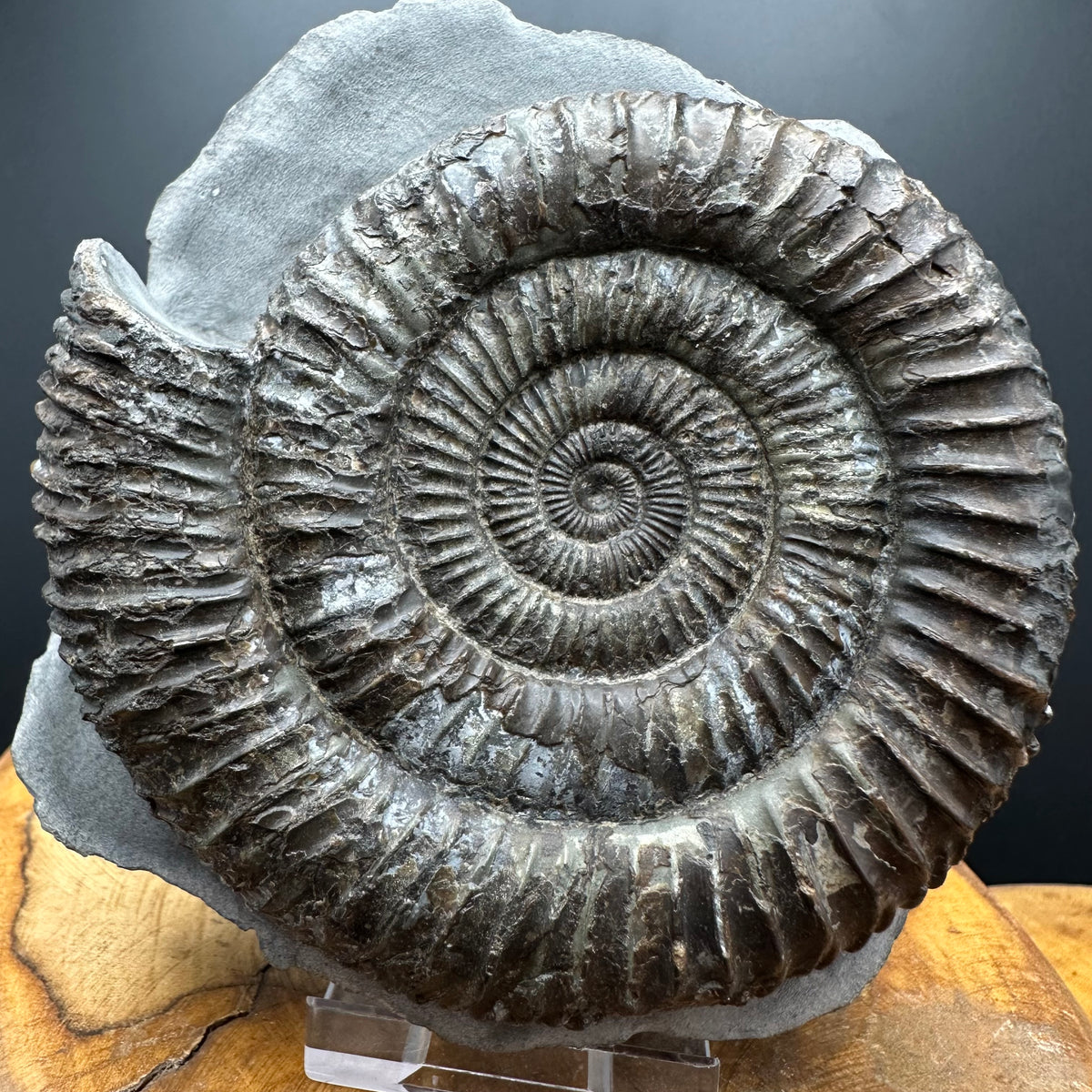 Dactylioceras Ammonite Fossil With box and Stand - Whitby, North Yorkshire Jurassic Coast Yorkshire Fossils