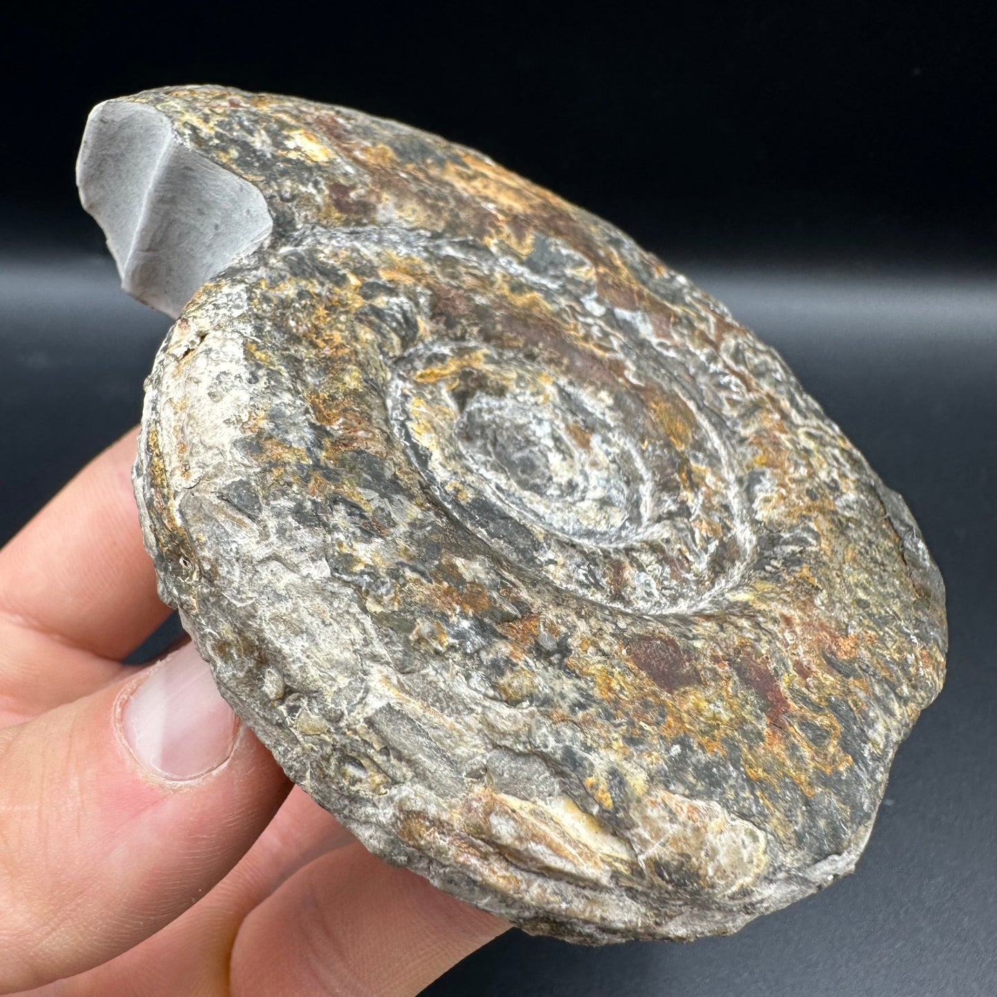 Hildoceras Bifrons Ammonite fossil with box and stand - Whitby, North Yorkshire Jurassic Coast, Yorkshire Fossils from the Jurassic Coast