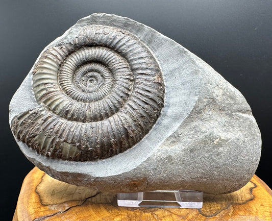 Dactylioceras Ammonite Fossil With box and Stand - Whitby, North Yorkshire Jurassic Coast Yorkshire Fossils