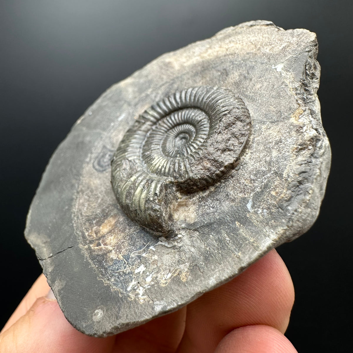 Dactylioceras Ammonite Fossil With box and Stand - Whitby, North Yorkshire Jurassic Coast Yorkshire Fossils
