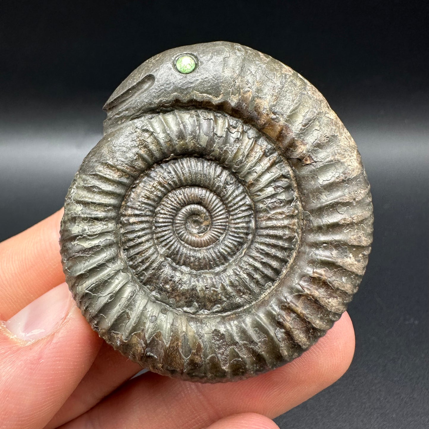 Snakestone Ammonite Fossil With Bag/Box And Stand - Whitby, North Yorkshire Jurassic Coast Yorkshire Fossils