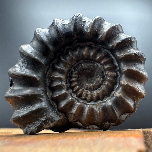 Gagaticeras Ammonite fossil with box and stand - Whitby, North Yorkshire Jurassic Coast Yorkshire Fossils