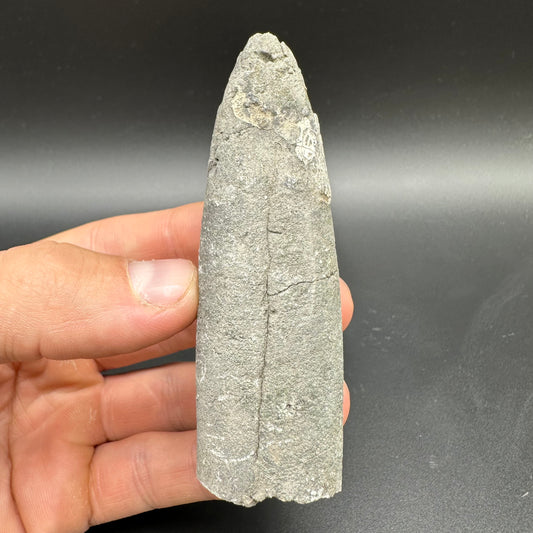 Belemnite (Fossil Squid) shell fossil with box and stand - Whitby, North Yorkshire Jurassic Coast Yorkshire Fossils