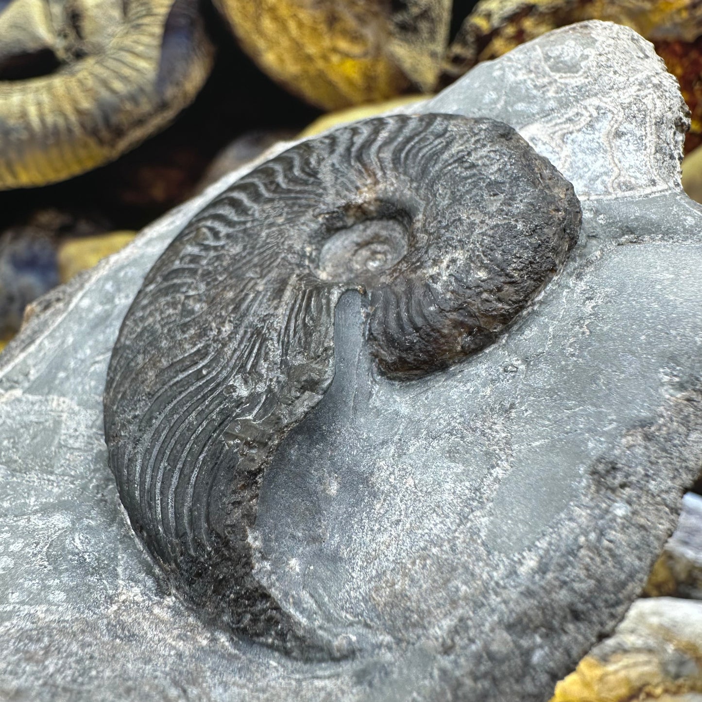 Cleviceras sp. ammonite shell fossil - Whitby, North Yorkshire