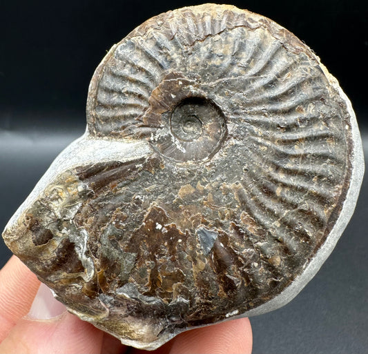 Pseudolioceras lythense Ammonite fossil with box and stand - Whitby, North Yorkshire, Yorkshire Fossils on the Jurassic Coast