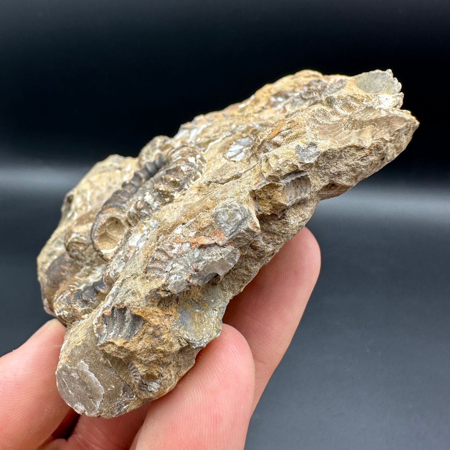 Androgynoceras Capricornus ammonite / Gastropod fossil with box and stand - Whitby, North Yorkshire Jurassic Coast Yorkshire Fossils