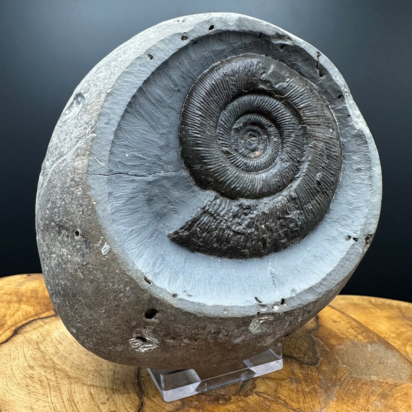 Dactylioceras semicelatum Ammonite fossil with stand - Whitby, North Yorkshire Jurassic Coast Yorkshire Fossils
