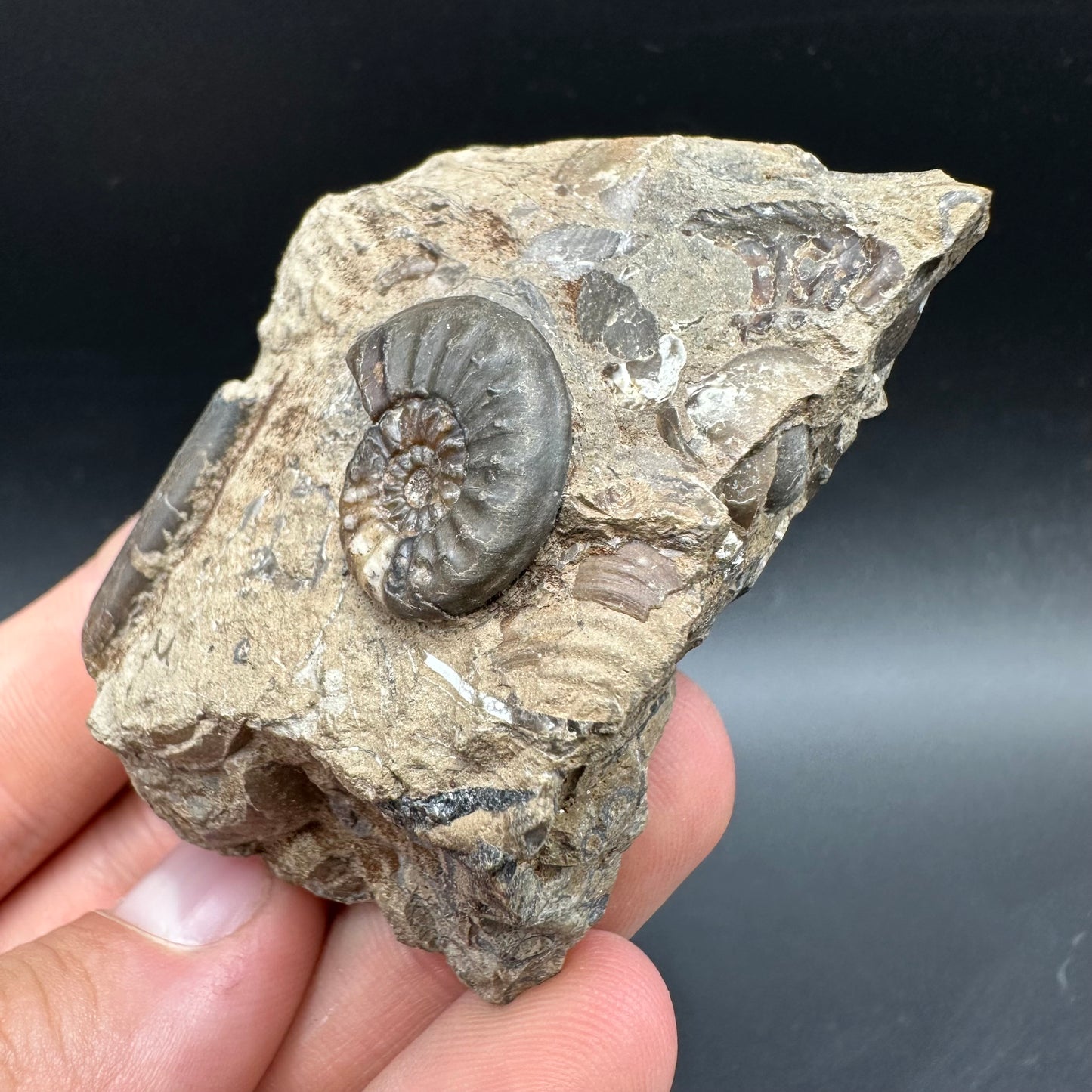 Amaltheus subnodosus Ammonite fossil with box and stand - Whitby, North Yorkshire Jurassic Coast Yorkshire Fossils