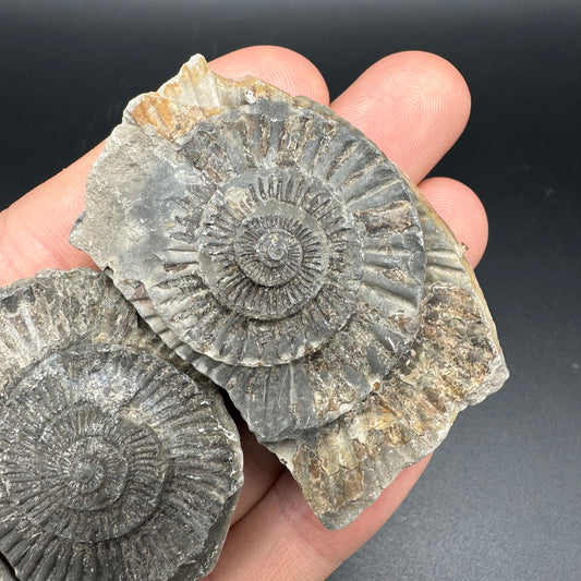 Dactylioceras imprint (negative) bundle ammonite shell fossil with box - Whitby, North Yorkshire, Yorkshire Fossils