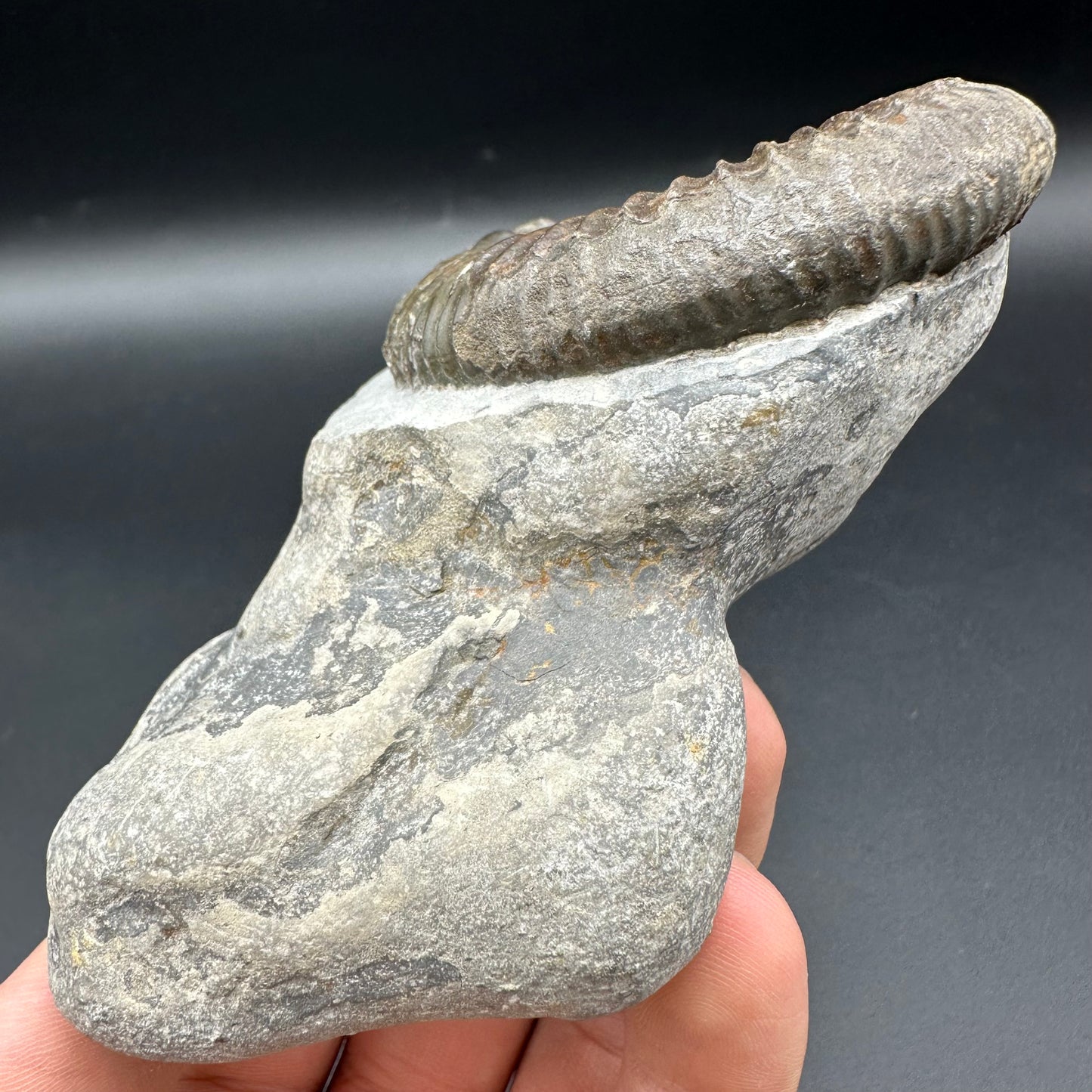 Dactylioceras Ammonite Fossil With Box And Stand - Whitby, North Yorkshire Jurassic Coast Yorkshire Fossils