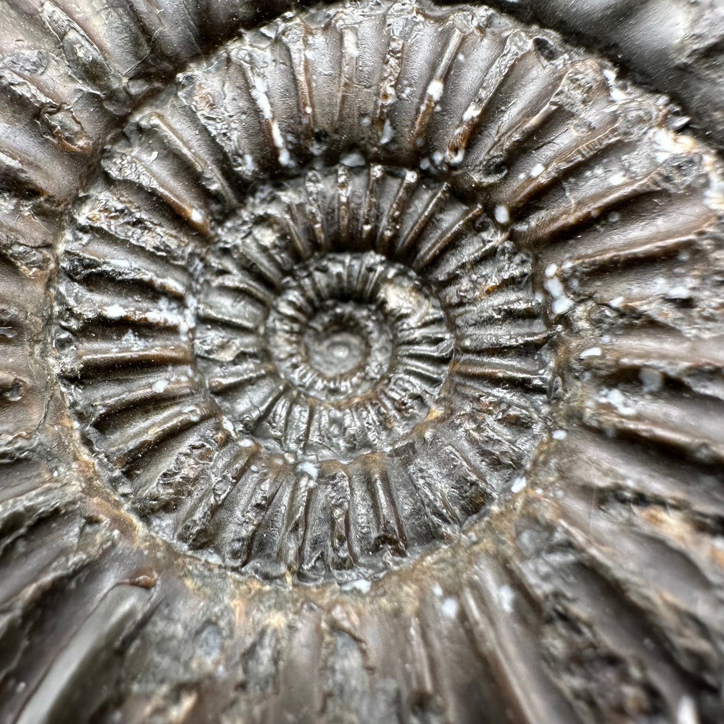 Catacoeloceras Sp. ammonite fossil with box and stand- Whitby, North Yorkshire Jurassic Coast Yorkshire Fossils