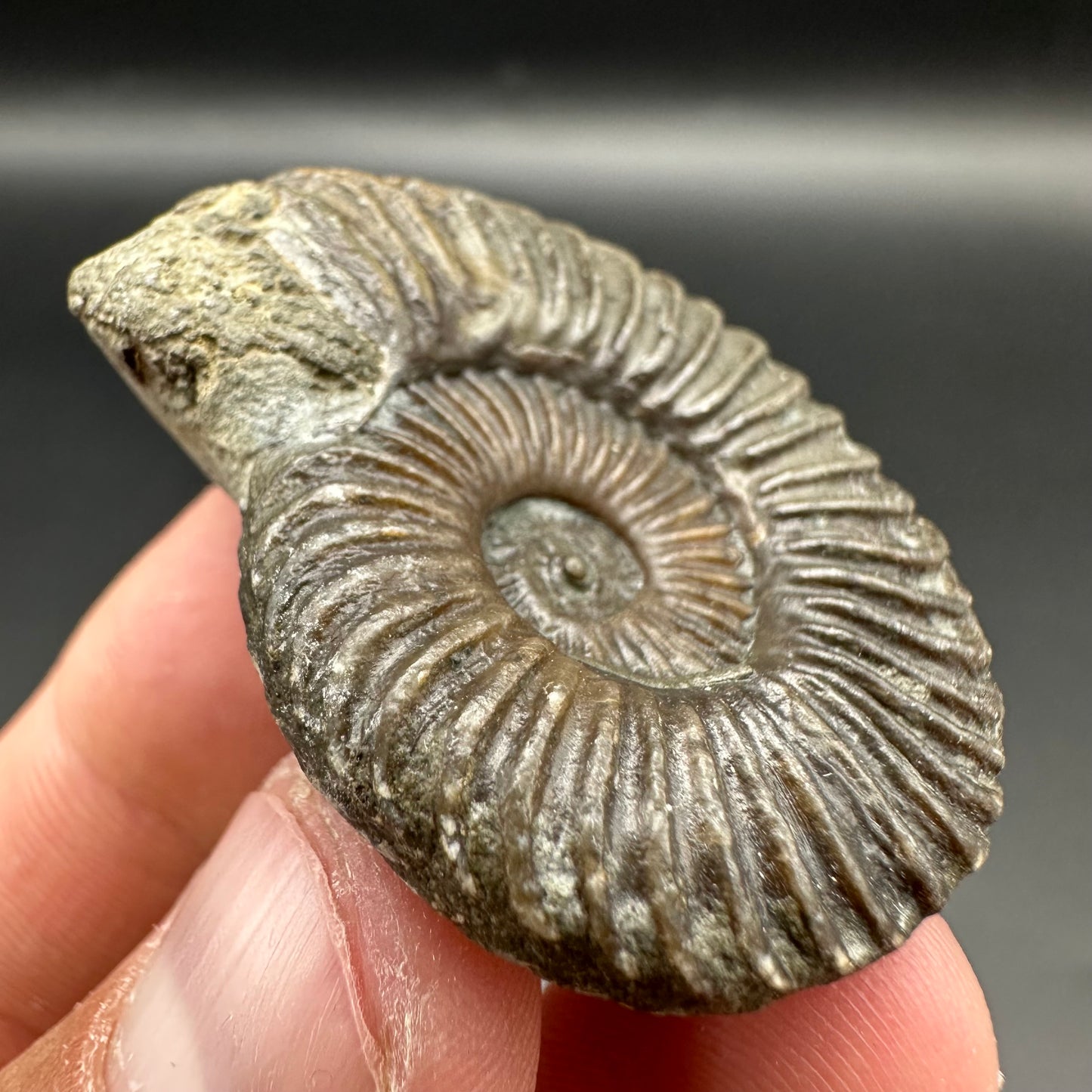 Schlothemia sp. ammonite fossil with tin and stand - Whitby, North Yorkshire Jurassic Coast, Yorkshire fossils