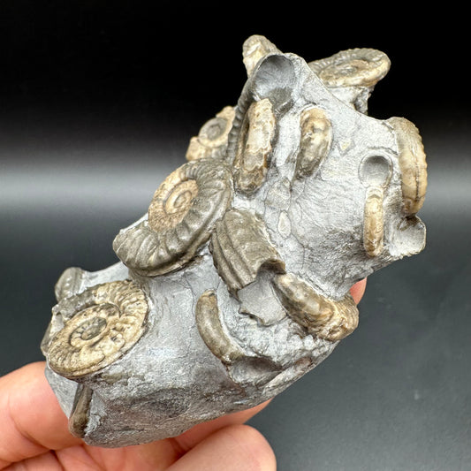 Arnioceras ammonite shell fossil with box and stand - Whitby, North Yorkshire Jurassic Coast Yorkshire Fossils