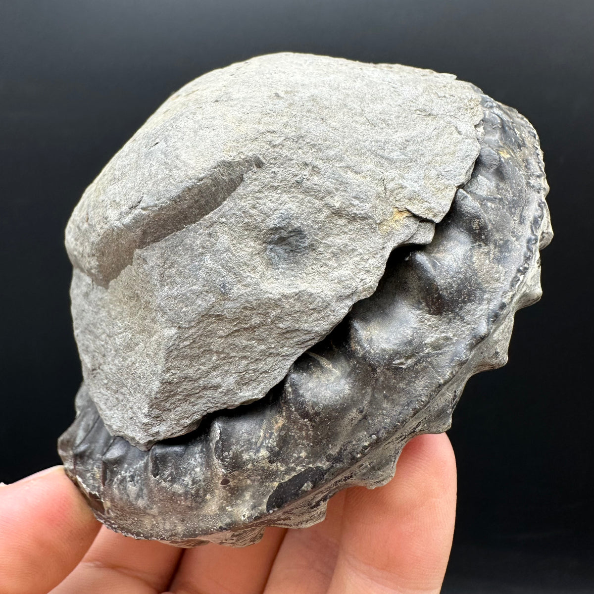 Pleuroceras hawskerense Ammonite fossil with box and stand - Whitby, North Yorkshire Jurassic Coast, Yorkshire fossils