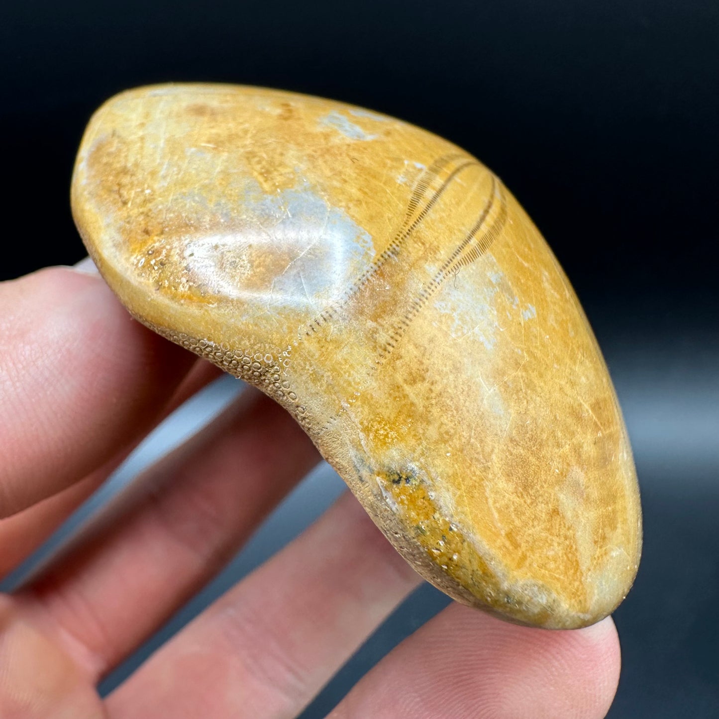 Holectypus Sea Urchin Fossil With Box And Stand - Middle Jurassic Madagascar