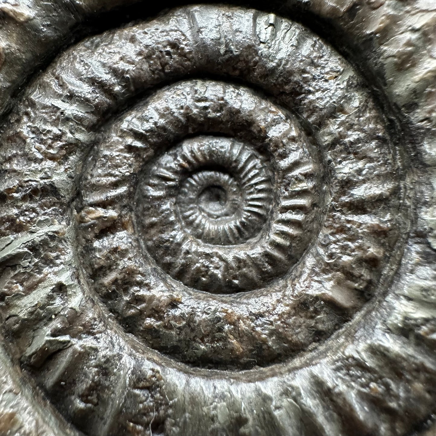 Dactylioceras Ammonite Fossil With box and Stand - Whitby, North Yorkshire Jurassic Coast Yorkshire Fossils