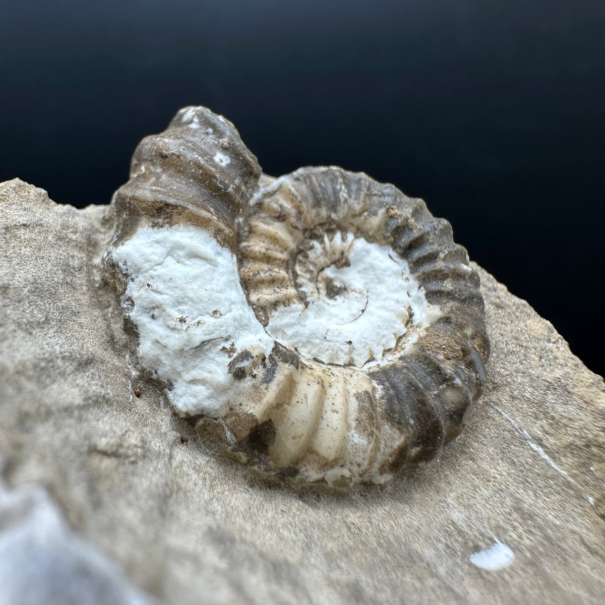 Androgynoceras capricornus Ammonite Fossil With Stand - Whitby, North Yorkshire Jurassic Coast Yorkshire Fossils