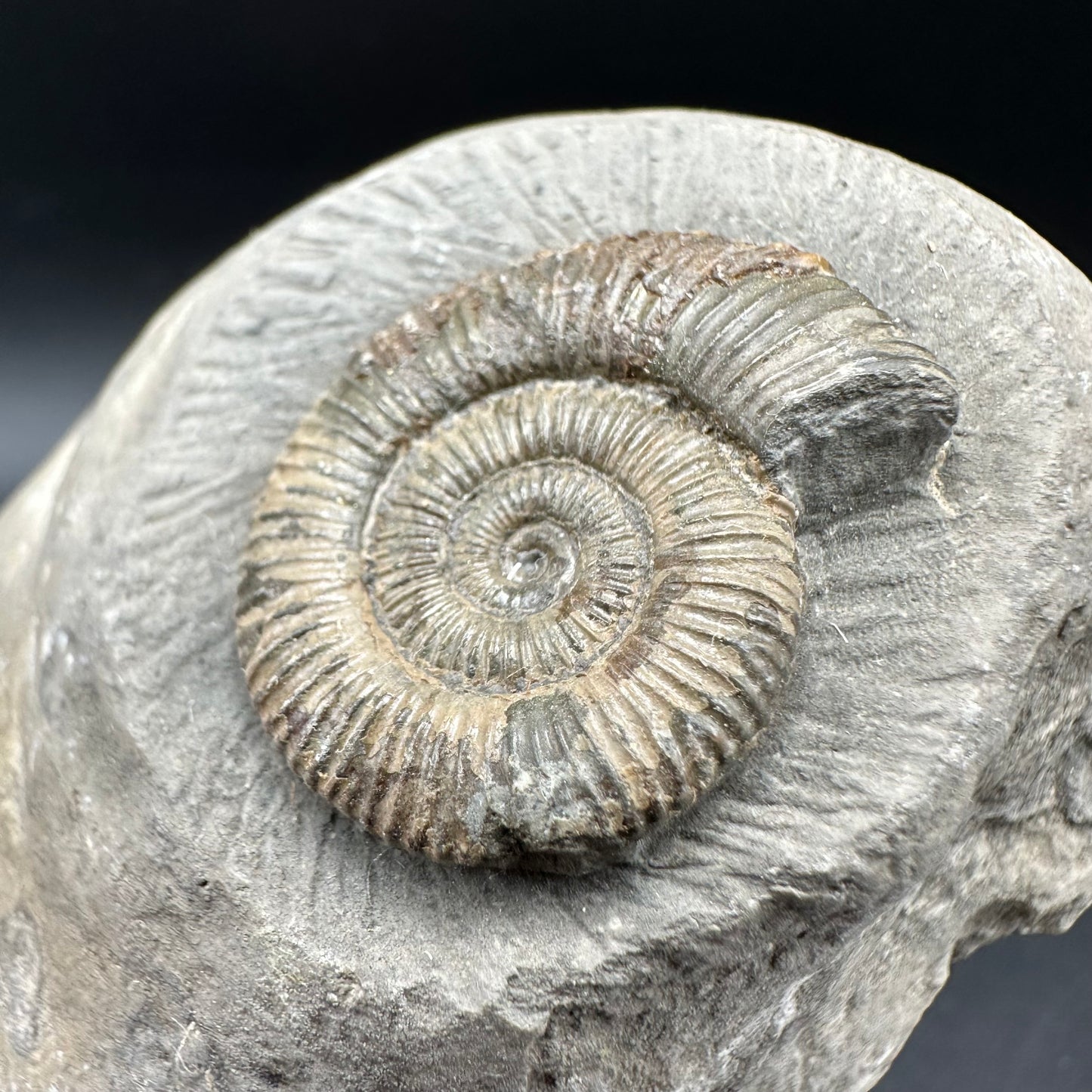 Dactylioceras Ammonite Fossil With box and Stand - Whitby, North Yorkshire Jurassic Coast Yorkshire Fossils