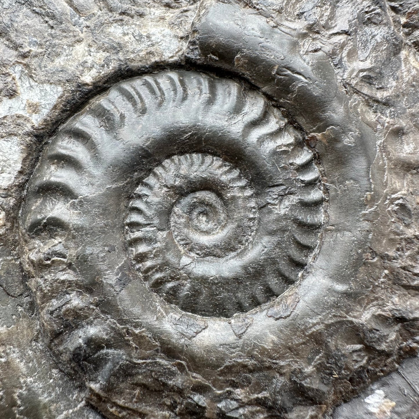 Hildoceras lusitanicum Ammonite fossil - Whitby, North Yorkshire Jurassic Coast, Yorkshire Fossils from the Jurassic Coast