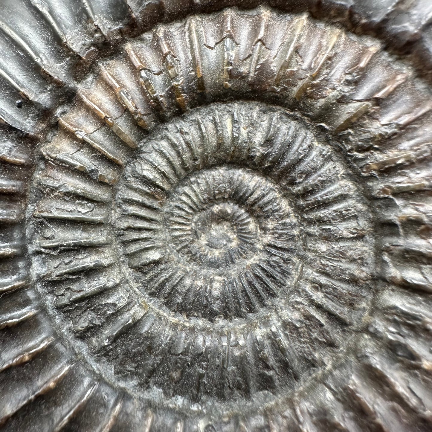 Dactylioceras Ammonite Fossil With Box And Stand - Whitby, North Yorkshire Jurassic Coast Yorkshire Fossils