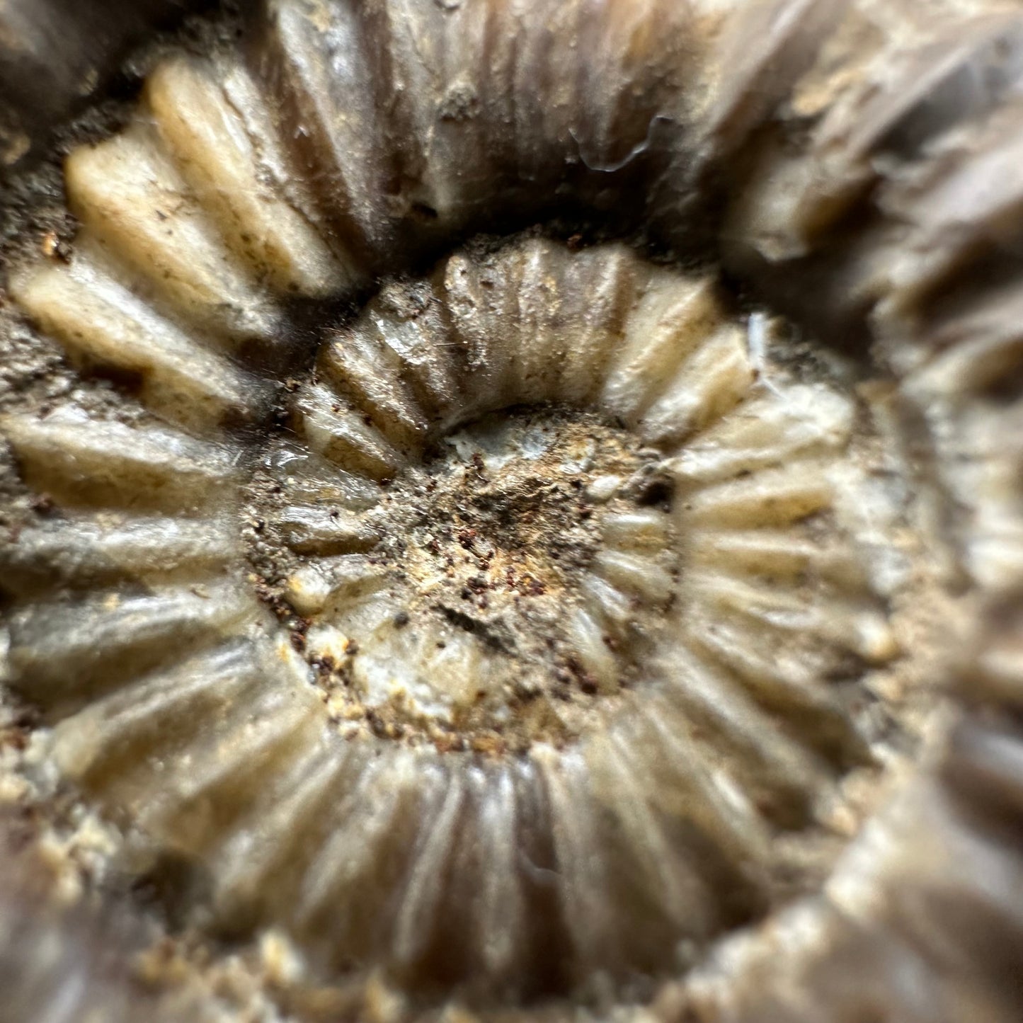 Androgynoceras Capricornus ammonite fossil with box and stand - Whitby, North Yorkshire Jurassic Coast Yorkshire Fossils