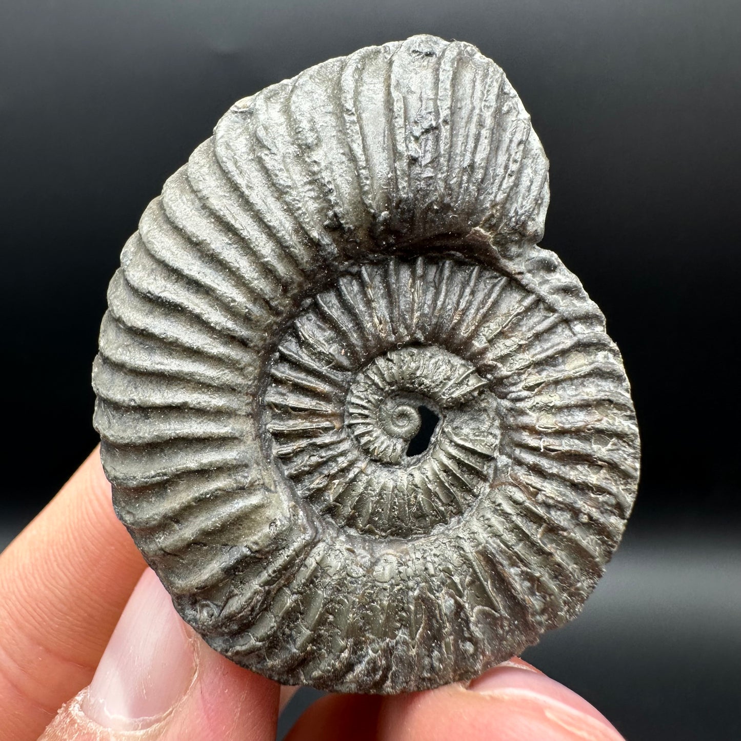 Schlothemia sp. ammonite fossil with tin and stand - Whitby, North Yorkshire Jurassic Coast, Yorkshire fossils