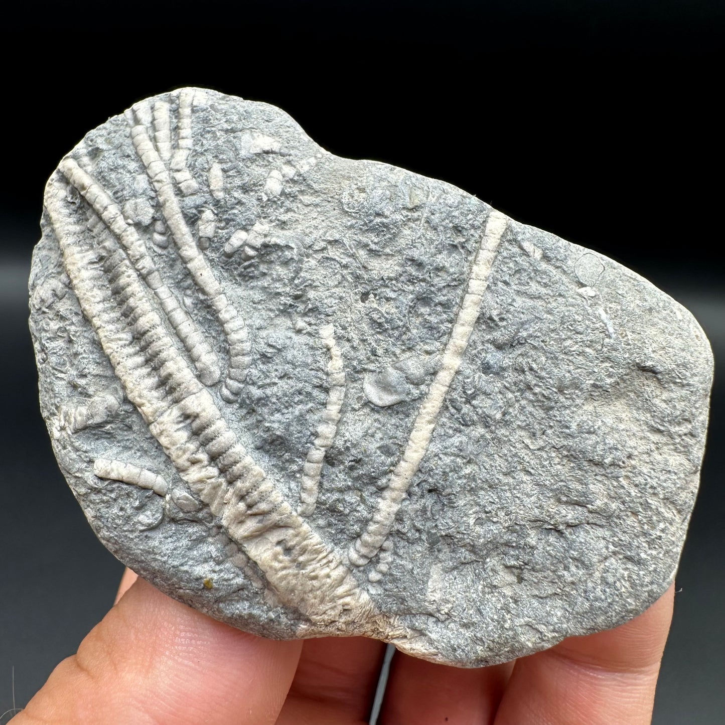 Crinoid fossil with box and stand - Whitby, North Yorkshire, Jurassic Coast, Yorkshire Fossils