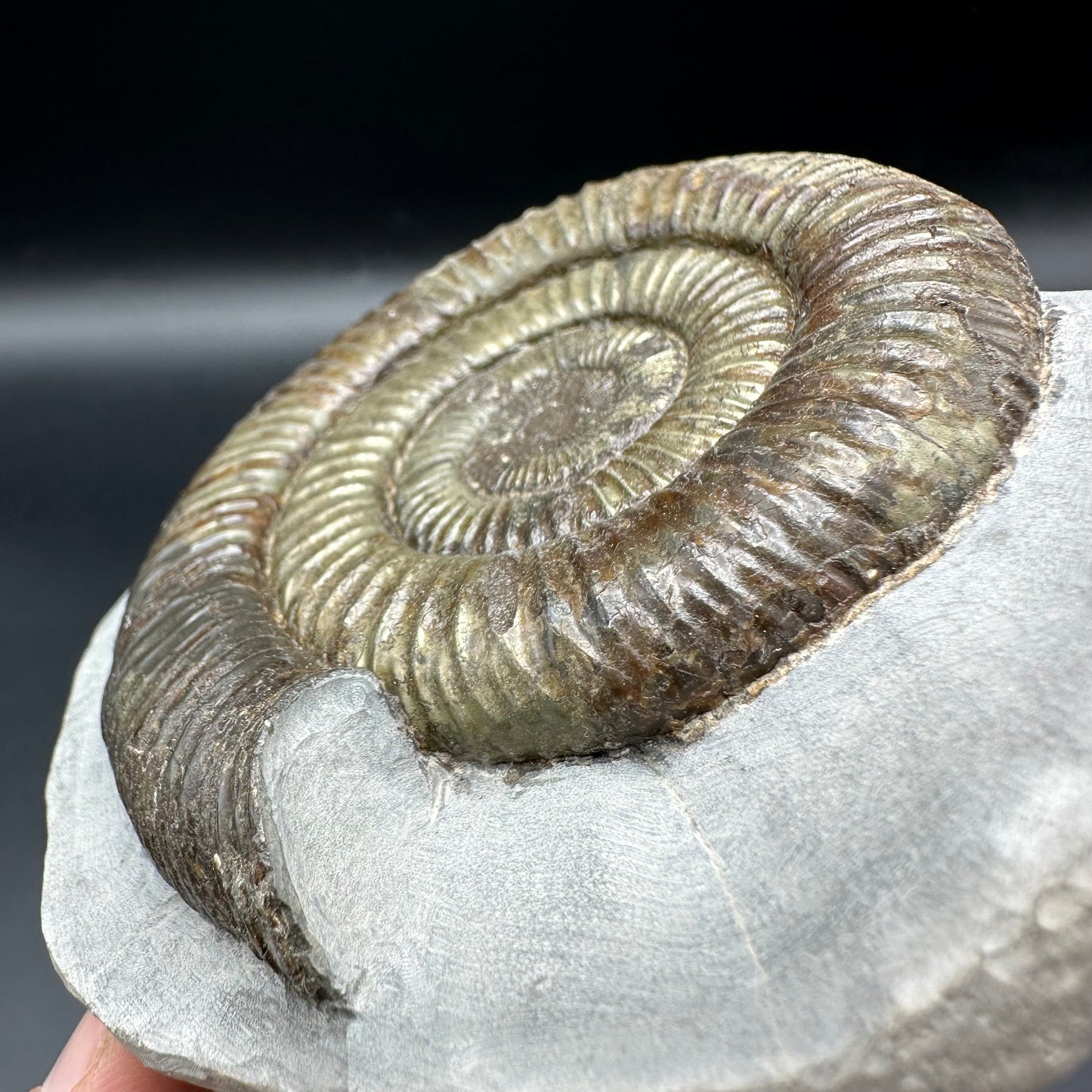 Dactylioceras Ammonite Fossil With Box And Stand - Whitby, North Yorkshire Jurassic Coast Yorkshire Fossils