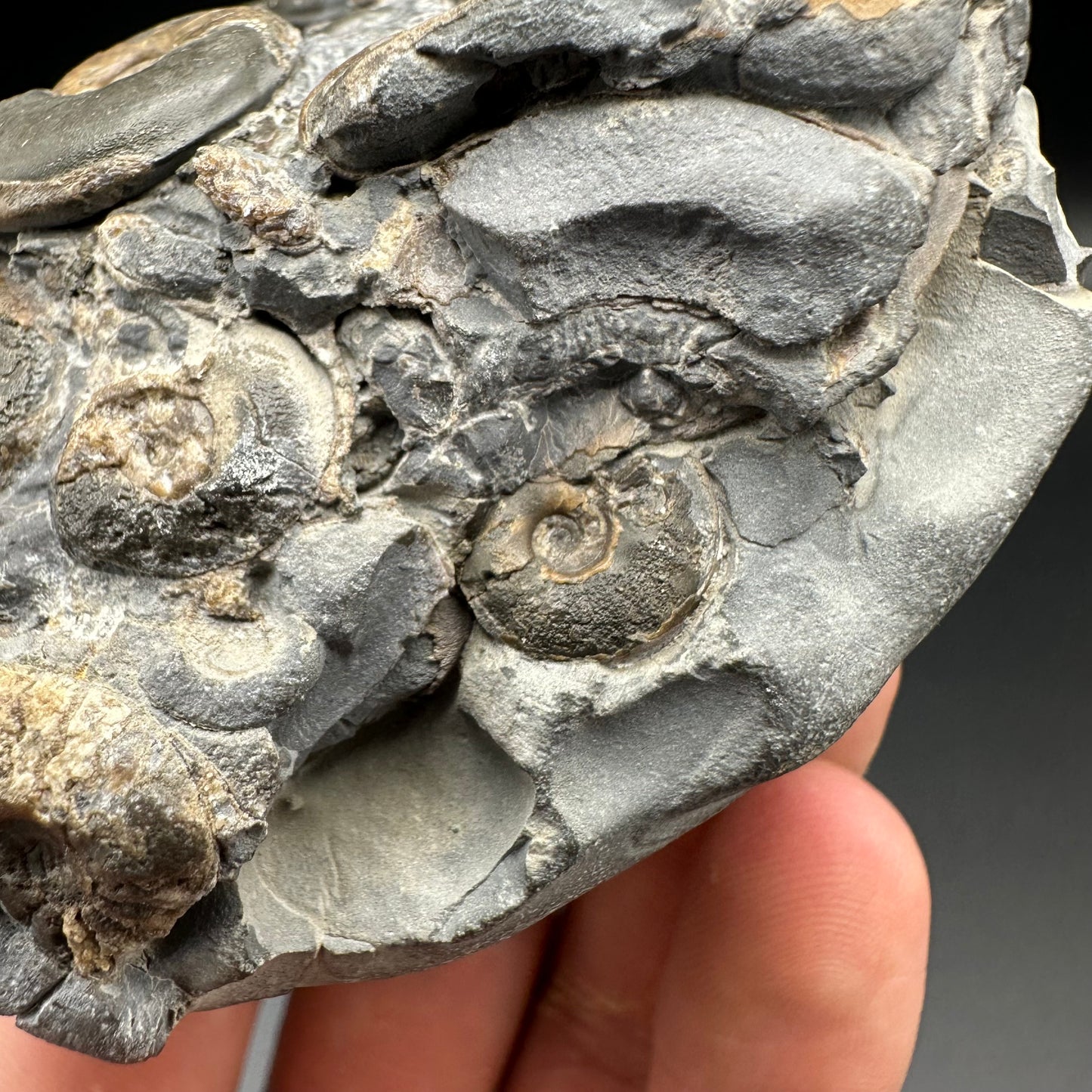 Eleganticeras Elegantulum ammonite fossil with box and stand - Whitby, North Yorkshire Jurassic Coast, Yorkshire Fossils