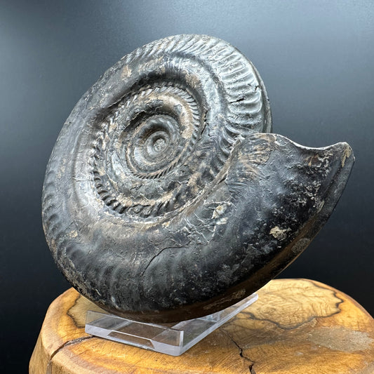 Hildoceras Bifrons Ammonite fossil with stand - Whitby, North Yorkshire Jurassic Coast, Yorkshire Fossils from the Jurassic Coast￼