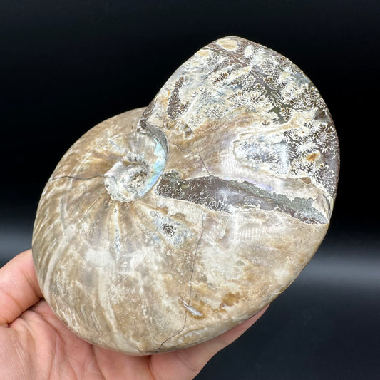 Cleoniceras Ammonite Fossil With Stand - Cretaceous Ammonite Madagascar