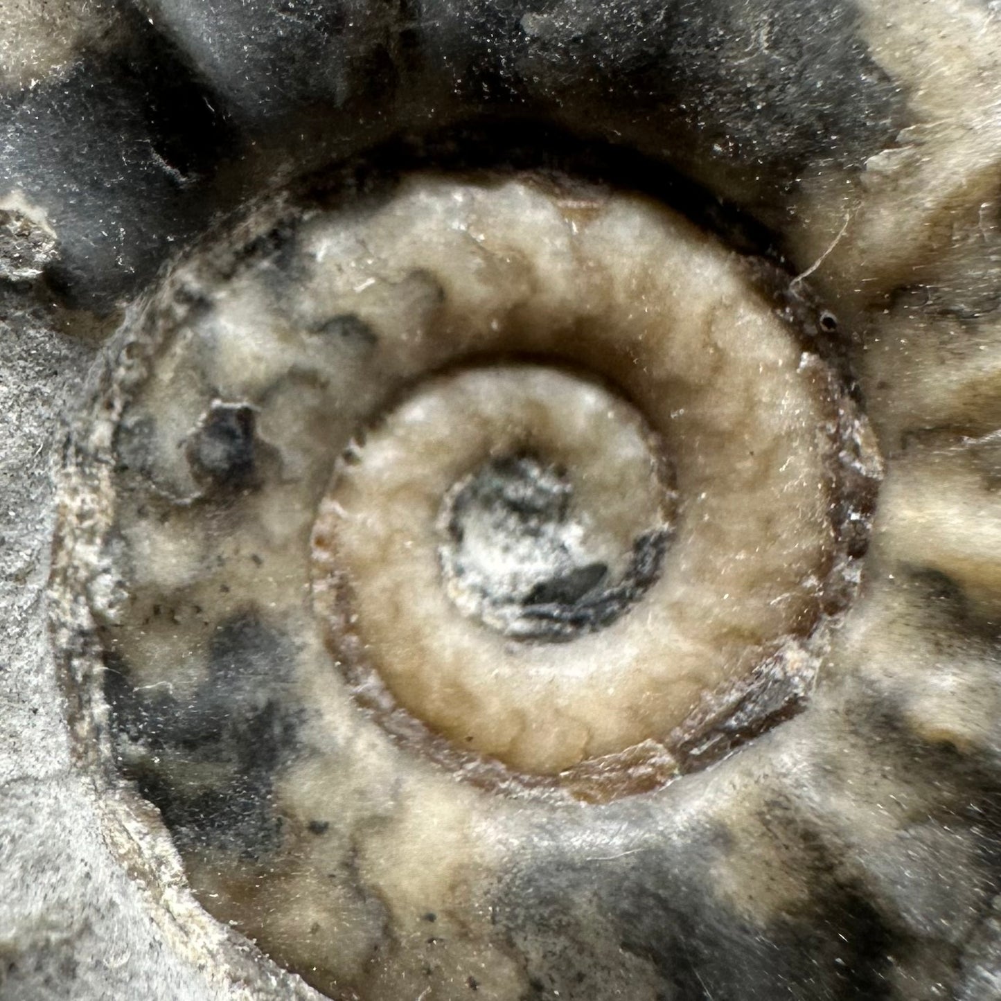 Eugassiceras Ammonite shell fossil with box and stand - Whitby, North Yorkshire Jurassic Coast Yorkshire Fossils
