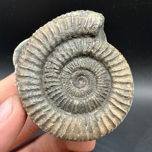 Dactylioceras Ammonite Fossil With box and Stand - Whitby, North Yorkshire Jurassic Coast Yorkshire Fossils