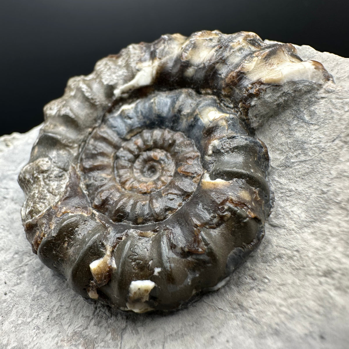 Androgynoceras maculatum ammonite fossil with box and stand - Whitby, North Yorkshire Jurassic Coast Yorkshire Fossils