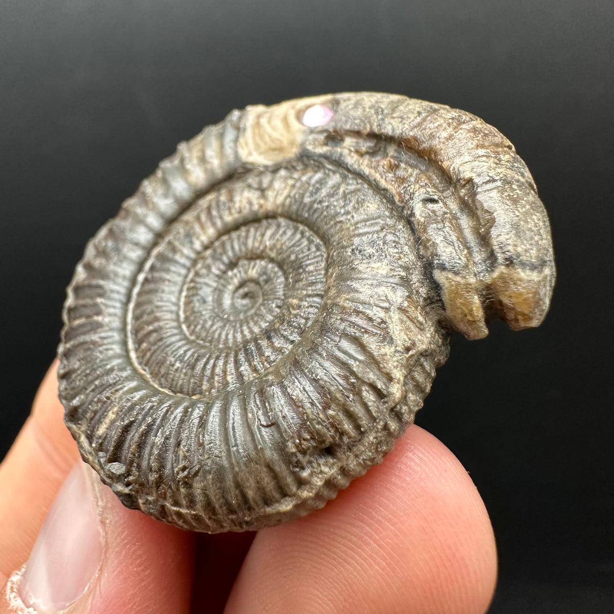 Snakestone Ammonite Fossil With Bag/Box And Stand - Whitby, North Yorkshire Jurassic Coast Yorkshire Fossils
