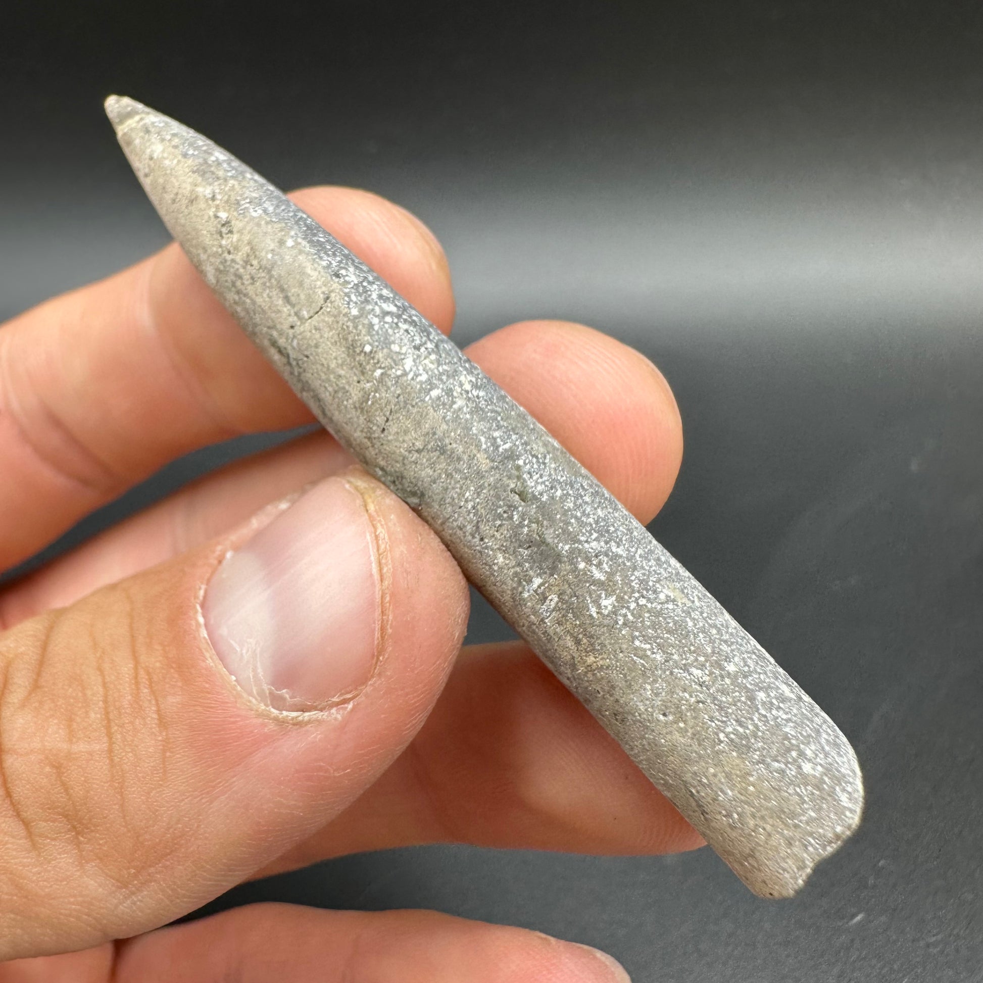 Belemnite (Fossil Squid) shell fossil - Whitby, North Yorkshire Jurass ...
