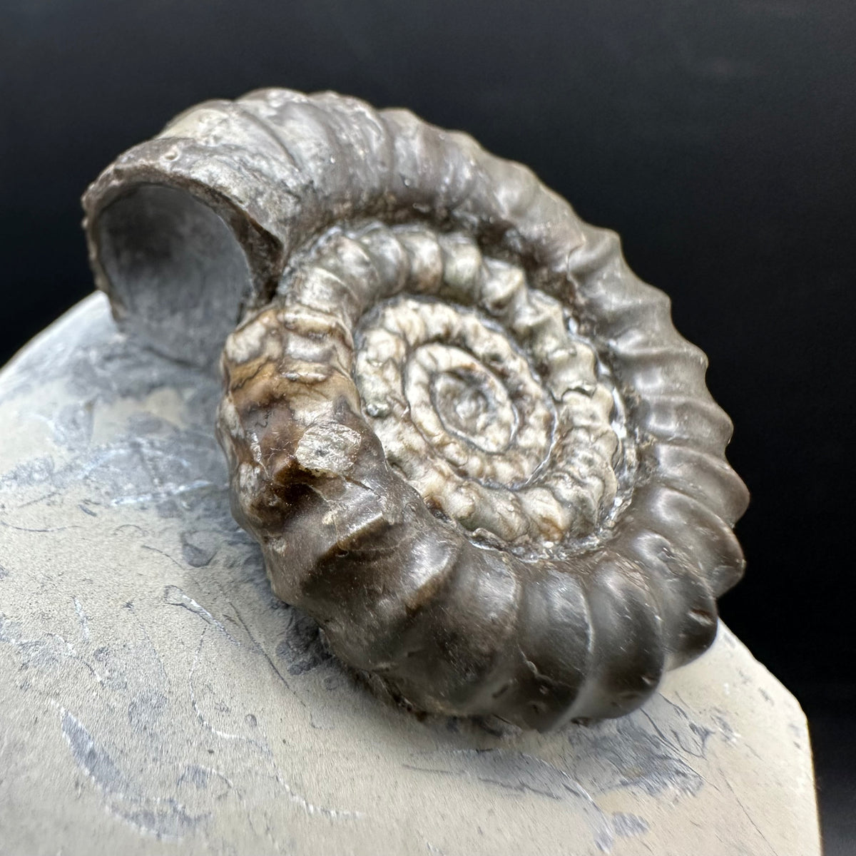 Gagaticeras Ammonite fossil with box and stand - Whitby, North Yorkshire Jurassic Coast Yorkshire Fossils